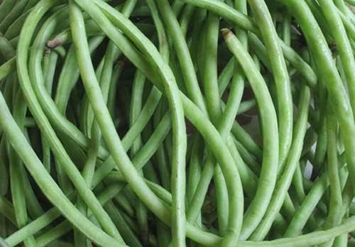 Yardlong bean( boda) vegetable fresh